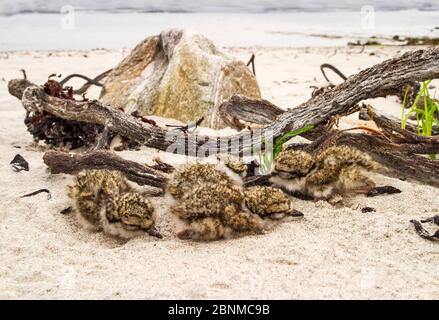 Pover (Charadrius hiaticula) pulcini nascosti in detriti tidelini. Shetland, Scozia, Regno Unito, maggio. Foto Stock