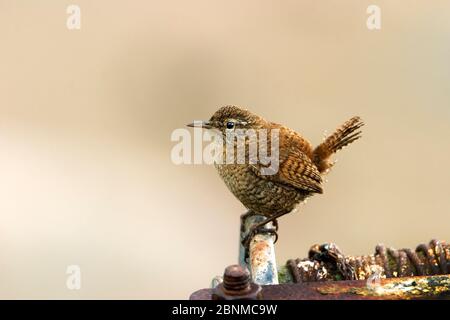 Shetland Wren (Troglodytes troglodytes zetlandicus) maschio adulto. Fetlar, Shetland, giugno. Foto Stock