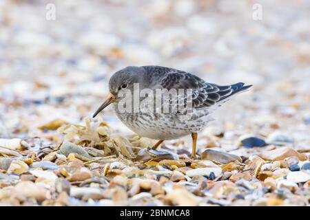 Arenaria viola (Calidris maritima) maschio adulto, ospite invernale che si nuda sulla spiaggia di ghiaia. Hunstanton, Norfolk, Inghilterra, Regno Unito, febbraio. Foto Stock