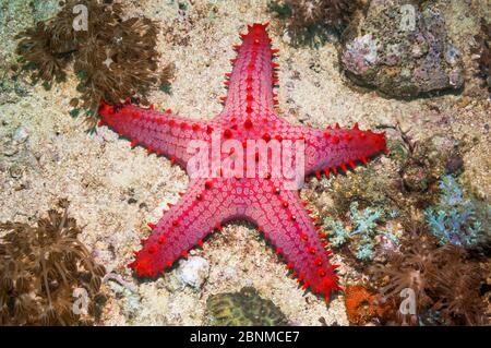 Nido d'ape / zampa di pesce (Pentaceraster alveolatus) Malapascua Island, Filippine, settembre Foto Stock