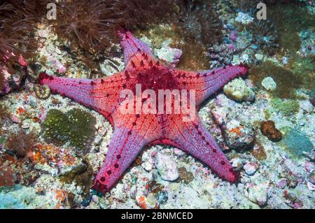 Nido d'ape / zampa di pesce (Pentaceraster alveolatus) Malapascua Island, Filippine, settembre Foto Stock