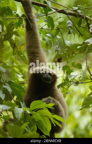 Skywalker Hooklock gibbon (Hooklock tianxing) precedentemente descritto come orientale hooklock gibbon (Hookock leuconedys) Jailigong Montagne Nazionale natura Rese Foto Stock