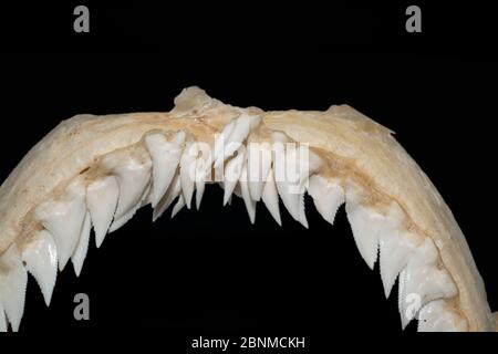 Squalo dentellato (Hemipristis elongata) denti dalla mandibola superiore, in esposizione al Museo Oceanografico di Monaco, Principato di Monaco (modifi digitali Foto Stock