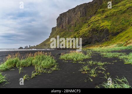 Europa, Islanda, Islanda del Sud, Vik y Myrdal, spiaggia di lava Foto Stock