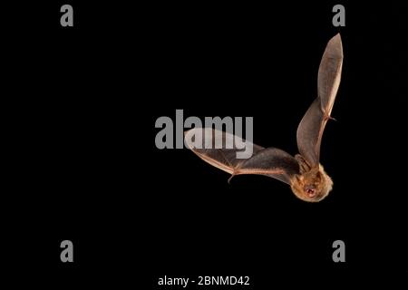 Eastern pipistrelle bat (Perimyotis subflavus) flying, San Saba County, Texas, USA. Condizioni controllate. Luglio Foto Stock