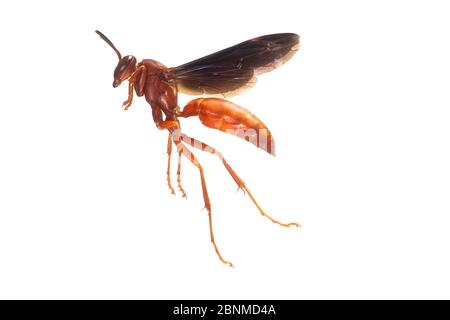 Vespa di carta (Polistes carolina) su sfondo bianco che vola Travis County, Texas, Stati Uniti. Condizioni controllate. Agosto Foto Stock