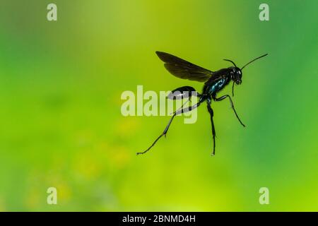 Blue Mud Wasp (Chalybion califurnicum) Bastrop County, Texas, Stati Uniti. Maggio Foto Stock