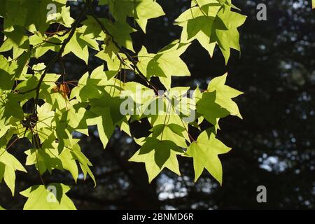 Ramo di Liquidambar styraciflua illuminato dal sole d'autunno. Foto Stock