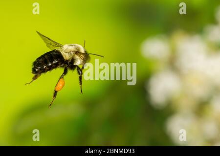 Comune orientale Bumble Bee (Bombus impaziens) lavoratore di volo, Tuscaloosa County, Alabama, Stati Uniti controllato condizioni. Luglio Foto Stock