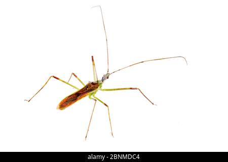 Assassin bug (Zelus luridus) su sfondo bianco, Tuscaloosa County, Alabama, USA settembre Foto Stock