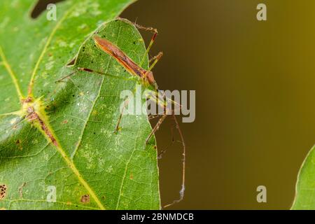 Assassin bug (Zelus luridus), Tuscaloosa County, Alabama, USA settembre Foto Stock