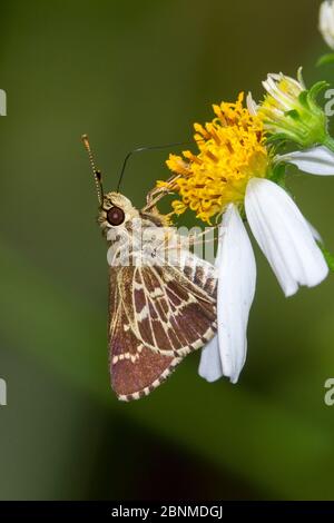 Farfalla da skipper con ali di lacci (Amblyscirtes aesculapius) Orange County, Florida, USA settembre Foto Stock