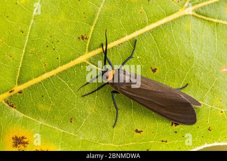 Falena gialla (Cisseps fulvicollis), Tuscaloosa County, Alabama, USA settembre Foto Stock