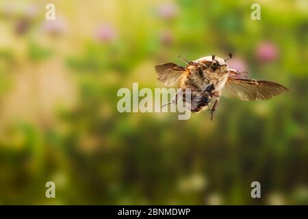 Bumble fiore Beetle (Euphoria inda) in volo, Texas, Stati Uniti, condizioni controllate. Marzo Foto Stock