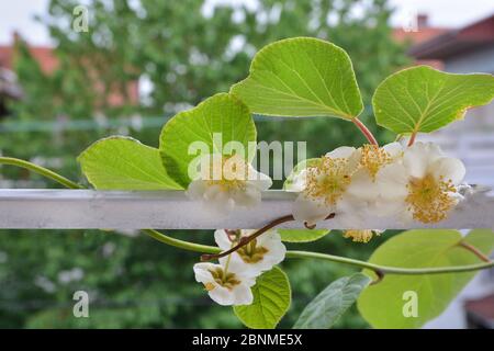 Fiore bianco e kiwi su rami di vite di frutta kiwi e foglie nuove verdi in una giornata di primavera in giardino Foto Stock