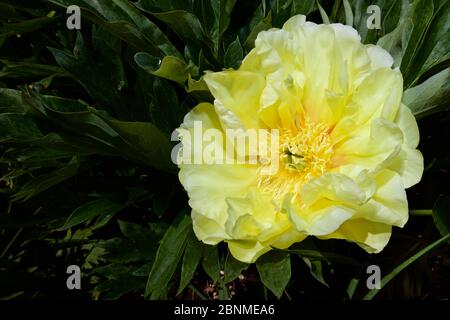 Peony 'Bartzella' - Itoh Peony Foto Stock