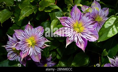 Clematis ‘Fontana di Cristallo’ Foto Stock