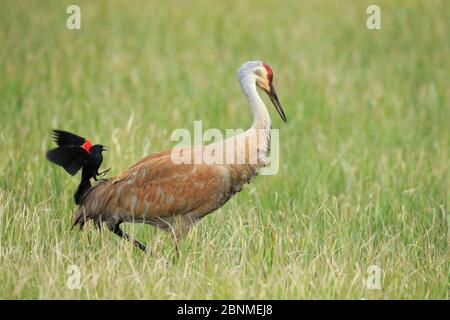 Uccello nero alato rosso (Agelaius phoeniceus) che attacca una gru di Sandhill (Grus canadensis) in un pascolo allagato. Le gru precederanno i nidi di blackbi Foto Stock