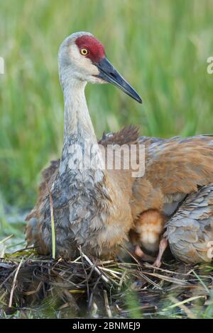 Gru di Sandhill ( Gruus canadensis) con due pulcini appena sbattuti su un nido in un pascolo allagato. Le gru adulte insegnano o mostrano attivamente i loro pulcini Foto Stock