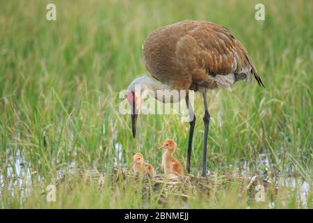 Sandhill Crane (Gruus canadensis) con due pulcini appena sbattuti su un nido in un pascolo allagato. Le gru adulte insegnano o mostrano attivamente i loro pulcini cibo Foto Stock