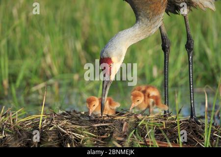 Sandhill Crane ( Grus canadensis) che tende due pulcini appena sbattuti in nido in un pascolo allagato. Le gru adulte insegnano o mostrano attivamente i loro pulcini Foto Stock