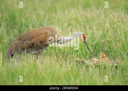 Sandhill Crane (Gruus canadensis) con due pulcini appena sbattuti su un nido in un pascolo allagato. Le gru adulte insegnano o mostrano attivamente i loro pulcini cibo Foto Stock