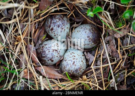 Nido adulto di Temminck (Calidris temminckii) con quattro uova Varanger Peninsula, Norvegia. Giugno. Foto Stock