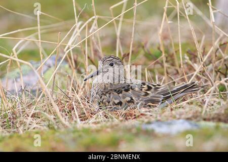 Stint di Temminck adulto (Calidris temminckii) che incubano il nido. Penisola di Varanger, Norvegia. Giugno. Foto Stock