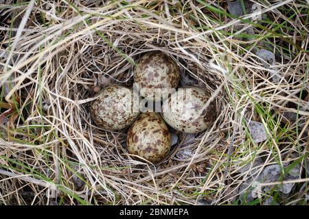 Nido di Temminck adulto (Calidris temminckii) con quattro uova. Penisola di Varanger, Norvegia. Giugno. Foto Stock