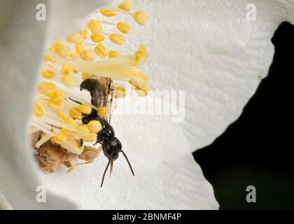 Maschio di ape di Mason (Chelostoma philadelphi), catturato da un bug di Ambush (Phymata sp) che si nasconde in un fiore di arancio fittizio (Philadelphus sp). Sud, C. Foto Stock