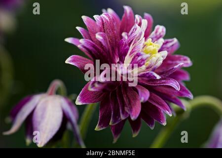 Aquilegia caerulea vulgaris Christa Barlow Foto Stock