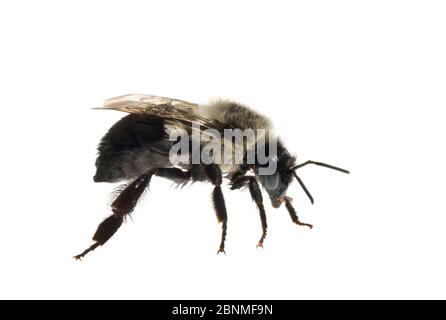 Bumblebee orientale comune (Bombus impaziens), Carolina del Sud, Stati Uniti, agosto. Progetto Meetyourneighbors.net Foto Stock