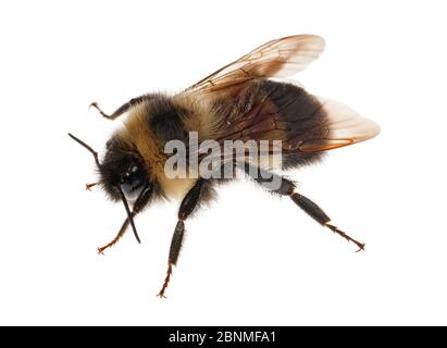 Bumblebee (Bombus affinis), femmina, operaio, Madison, Wisconsin, USA. Progetto Meetyourneighbors.net Foto Stock