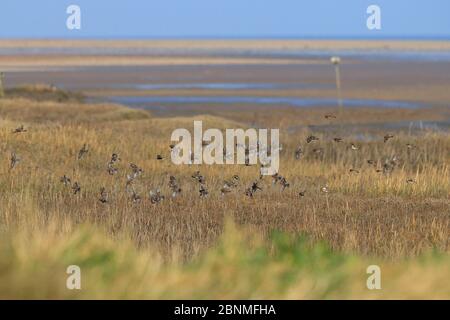 Twite (Carduelis flavirostris) si accollare in volo, Norfolk Inghilterra, Regno Unito, gennaio. Foto Stock