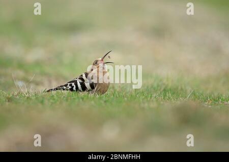 Hoopoe (Upupa epps) che si nutrire sul ragno a terra. Suffolk, Inghilterra, Regno Unito, ottobre. Foto Stock