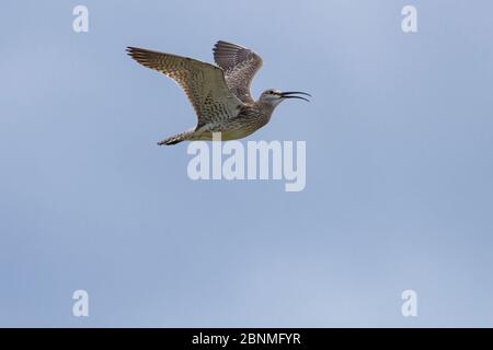 Whimbrel (Numenius phaeopus) in volo, Islanda, giugno Foto Stock