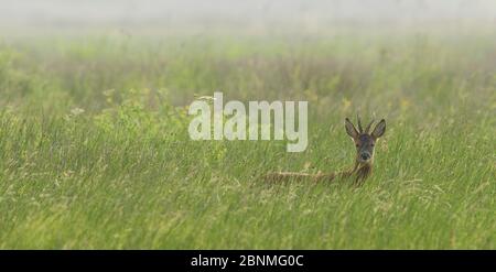 Capriolo (Capreolus capreolus) buck in erba lunga, Islay, Scozia, Regno Unito, giugno. Foto Stock