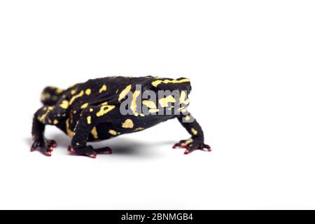 Rospo di Redbelly (Melanophryniscus stelzneri) su sfondo bianco, prigioniero, endemico dell'Argentina Foto Stock