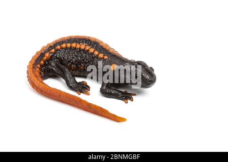 Kweichow coccodrillo newt (Tylottriton kweichowensis) su sfondo bianco, prigioniero, endemico alla Cina. Specie vulnerabili, Foto Stock