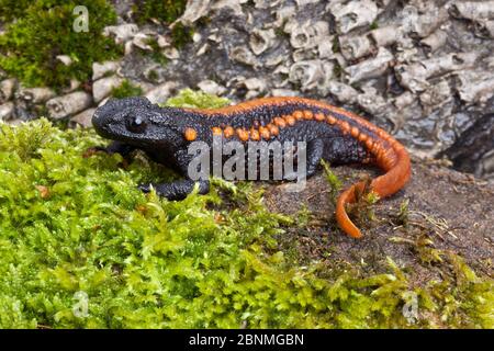 Kweichow coccodrillo newt (Tylottriton kweichowensis) prigioniero, endemico per la Cina. Specie vulnerabili, Foto Stock