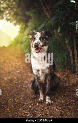 Bordo blu merle 2 occhi diversi Foto Stock