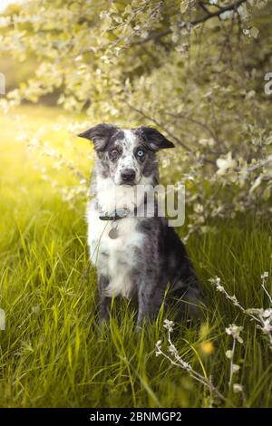 Bordo blu merle 2 occhi diversi Foto Stock