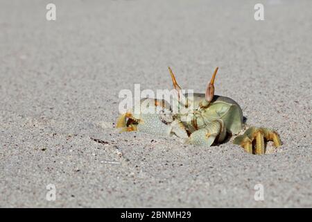 Il granchio (Ocypode sp.), sulla spiaggia, costa occidentale, Madagascar. Foto Stock