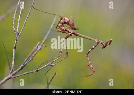 Conehead mantis (Emusa pennata) ninfa, Prealpes d'Azur Parco Naturale Regionale, Francia, maggio. Foto Stock