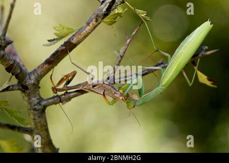 Mantis maschile europeo (Mantis religiosa) mangiando un maschio dopo l'accoppiamento, Vaucluse, Francia, settembre. Foto Stock