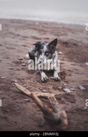 Bordo blu merle 2 occhi diversi Foto Stock