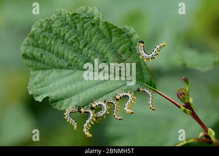 Dusky sawfly di betulla (Creso septentrionalis) mangiare foglie di ontano (Alnus glutinosa), il fiume Loira, in Francia, in settembre. Foto Stock