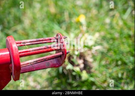 Dispositivo meccanico per la rimozione delle erbacce del dente di leone tirando la radice del rubinetto Foto Stock