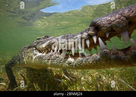Coccodrillo americano (Crocodylus acutus) extreme close up con ganasce aperte, Banco Chinchorro Riserva della Biosfera, regione dei Caraibi, Messico Foto Stock