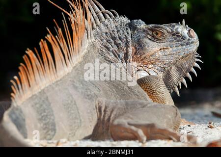 Iguana verde (Iguana iguana) crogiolarsi al sole, Riserva della Biosfera Banco Chintorro, Regione dei Caraibi, Messico Foto Stock